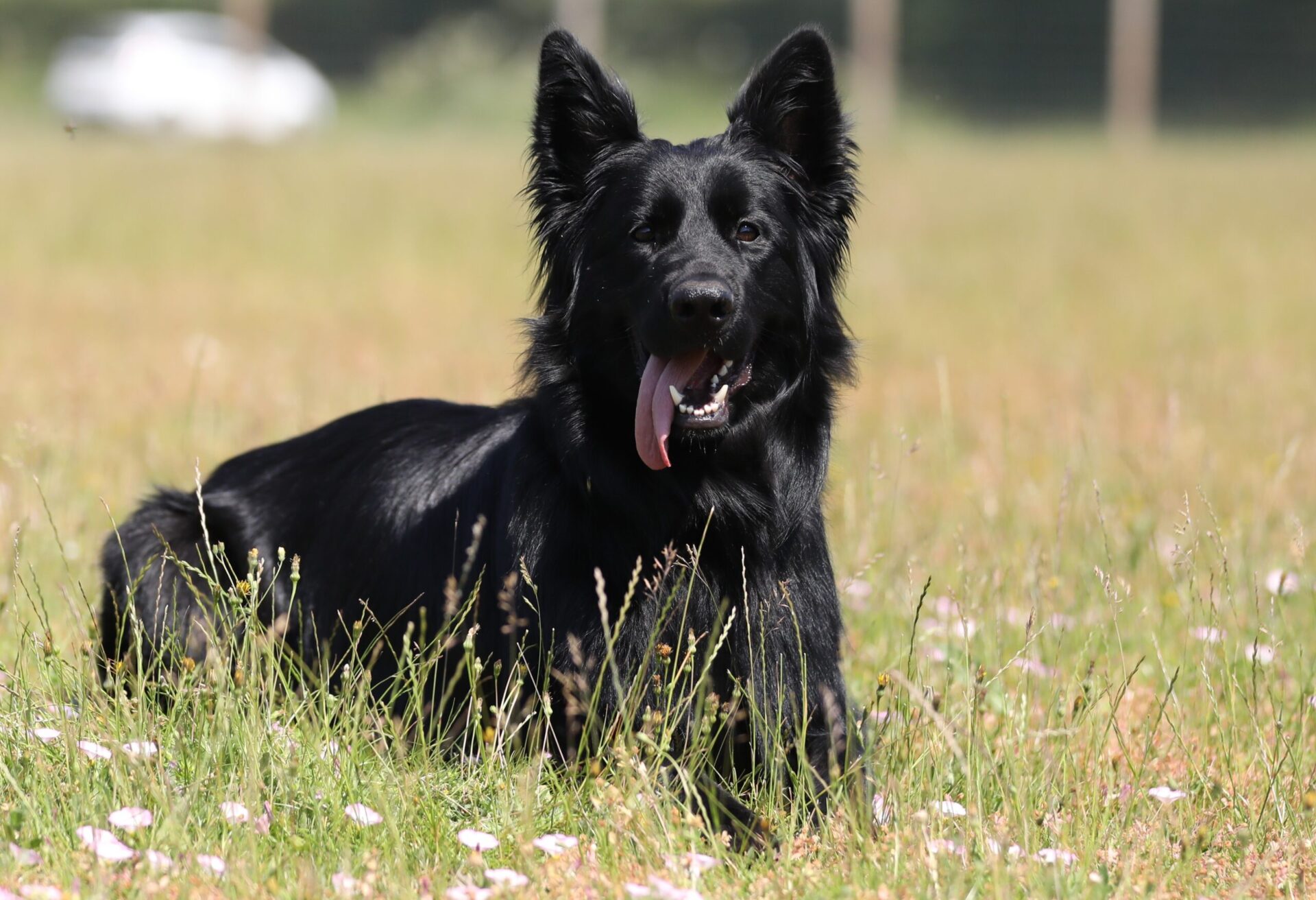 Find a Dog Trainer Near You - UK Dog Trainers