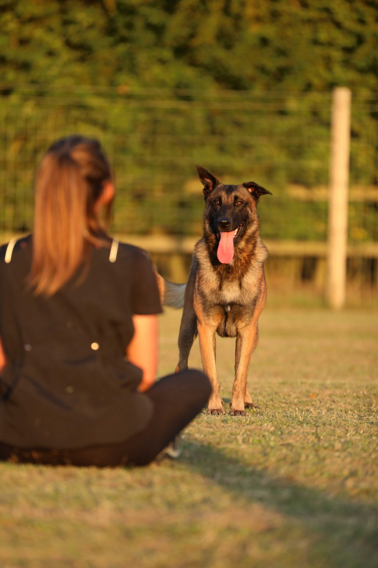 Dog Training - Belgian malinois