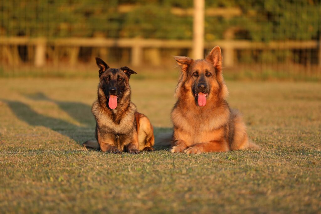 Group Training Sessions and Pack Walks - Dog Training Services in the UK