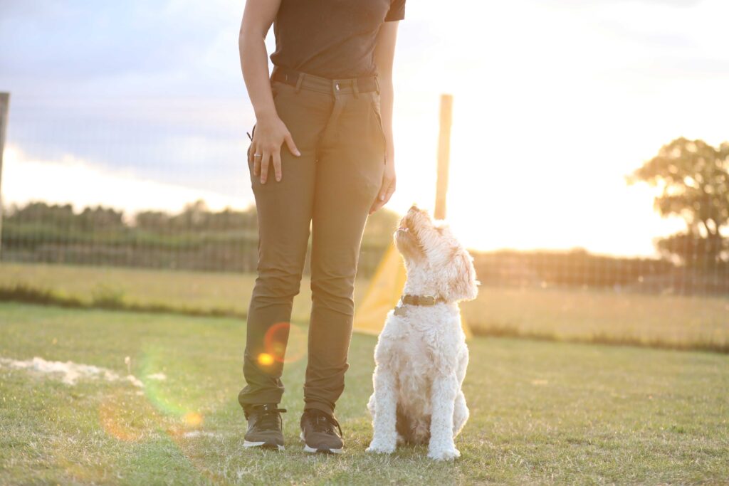 Find a Dog Trainer Near You