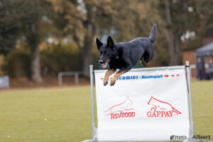 Banzai - Picture by Albert Griep Svensson
