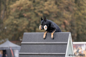 Banzai - Picture by Albert Griep Svensson