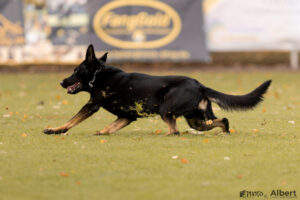 Banzai - Picture by Albert Griep Svensson