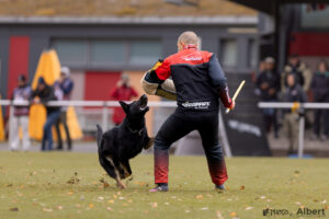 Banzai - Picture by Albert Griep Svensson