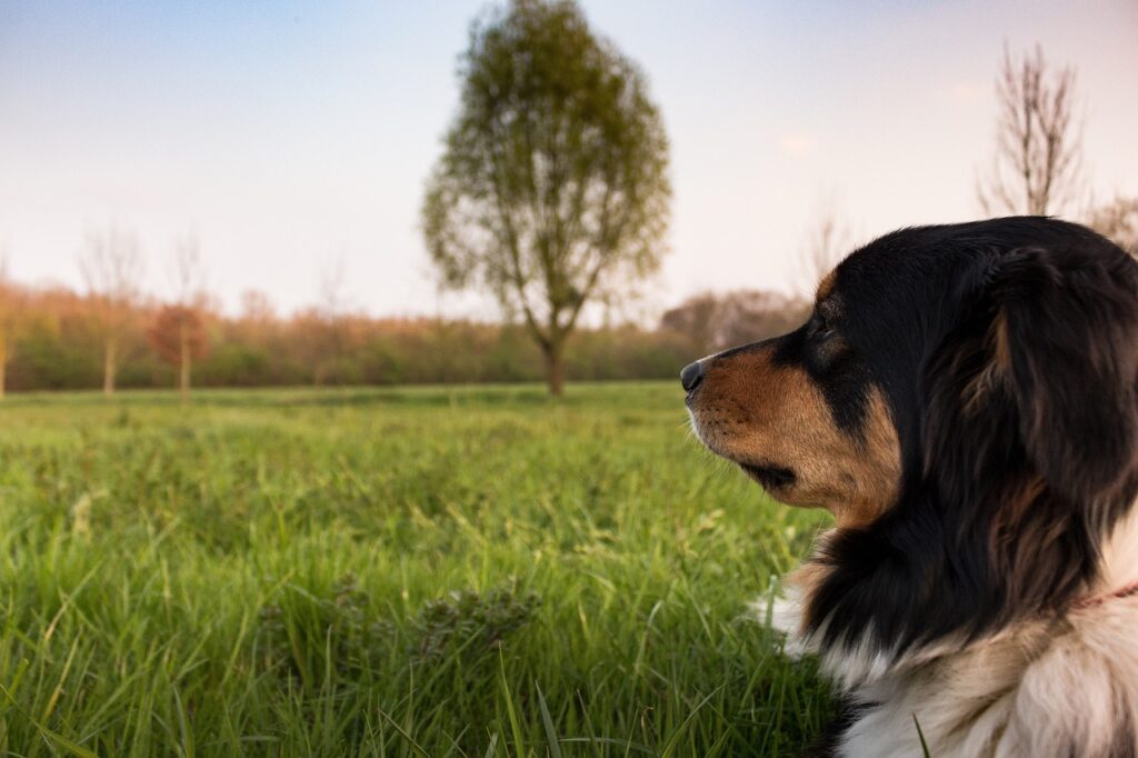Dog in the park