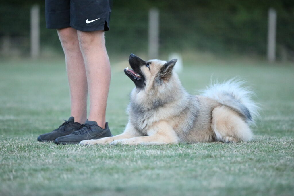 Private Dog Training Class