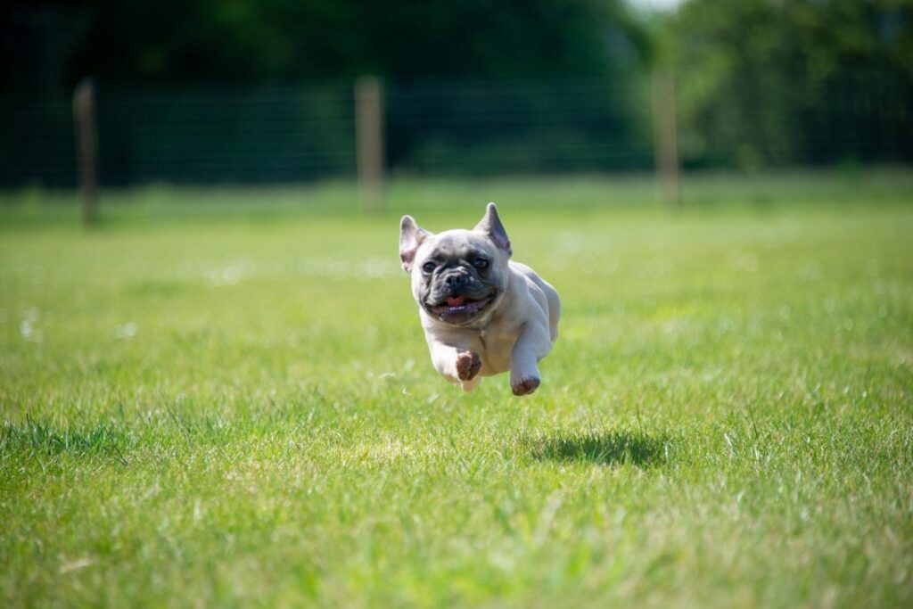 French Bulldog at Puppy Training Class