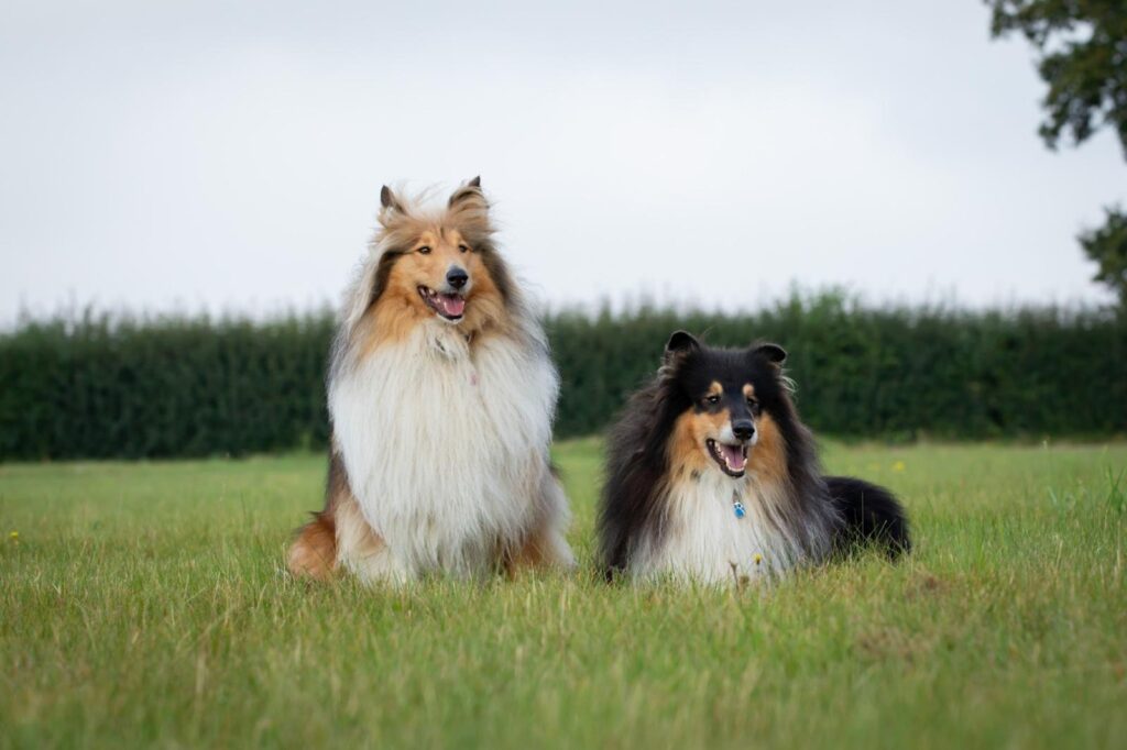 Rough Collies During One to One Dog Training Session