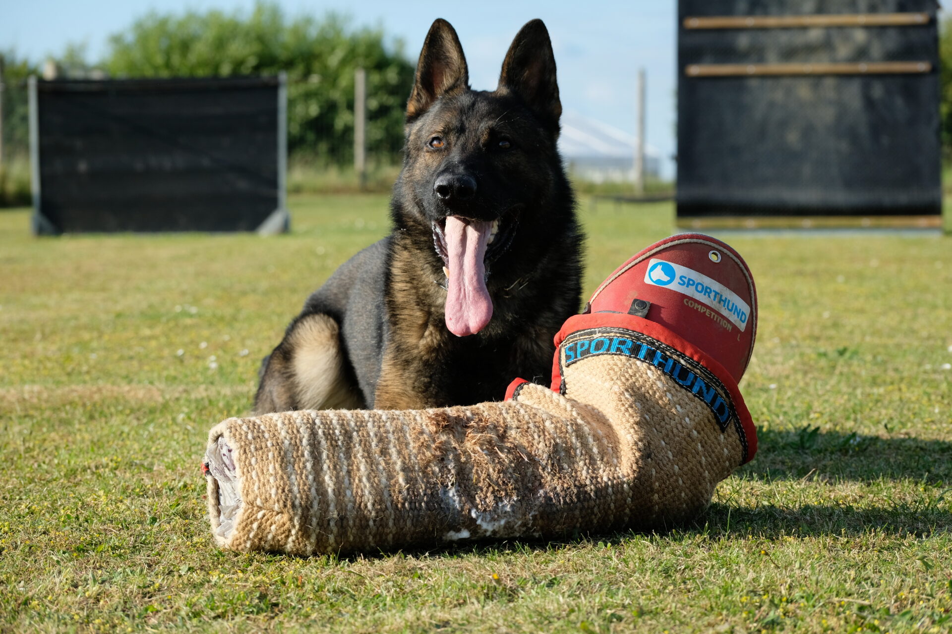 Protection Dog Training Session - German Shepherd