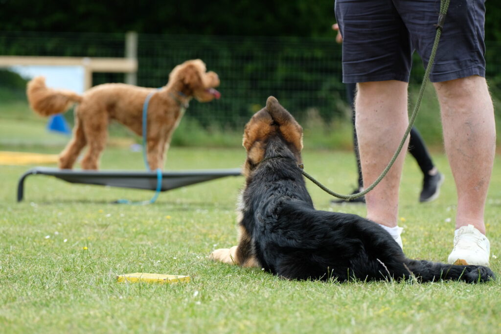 Residential Dog Training - Dog Socialisation Training