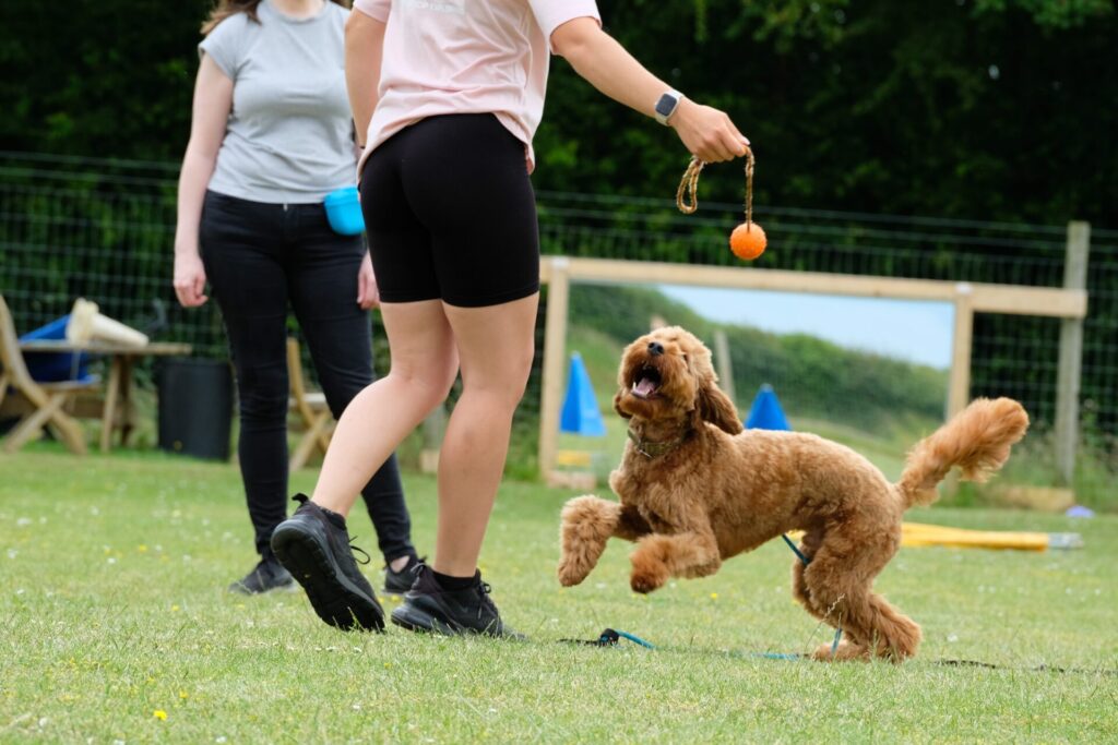 Private Dog Training - Dog Socialisation Training