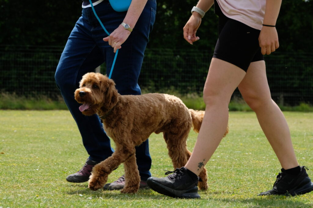 Labradoodle - One to one dog training session