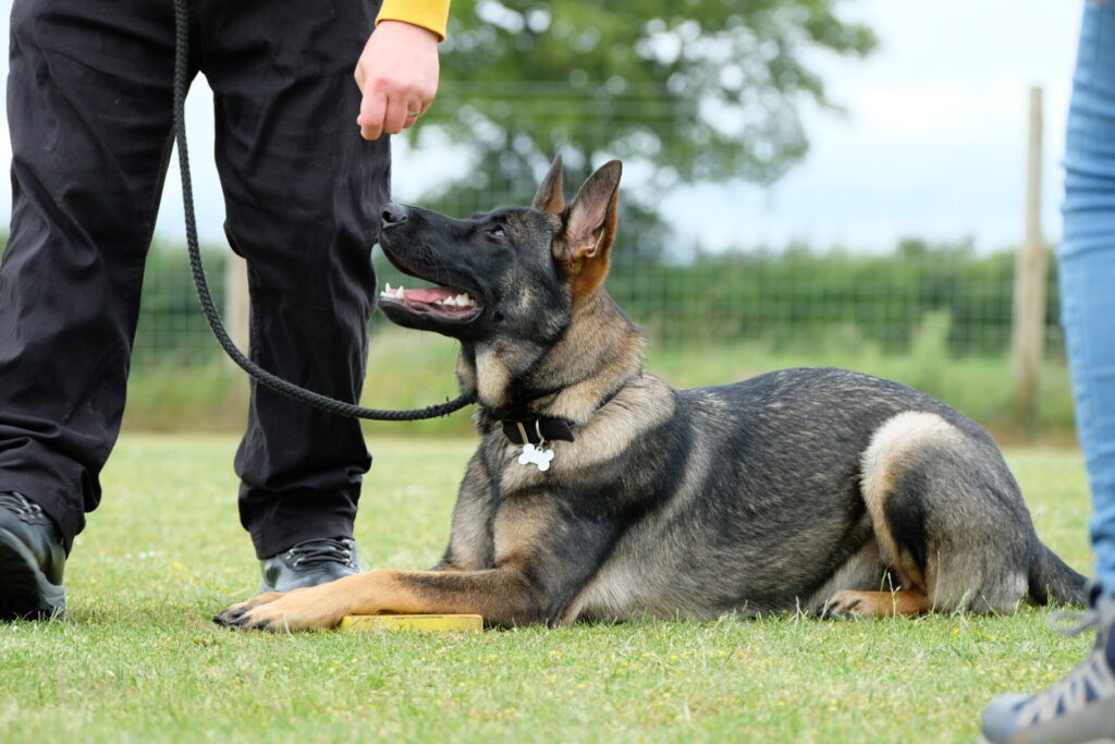 German Shepherd Dog in Training - Birmingham