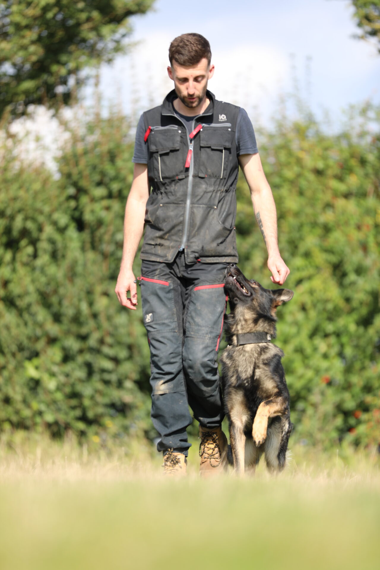 German Shepherd During Dog Training Class