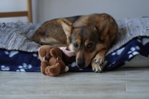 dog, home, cozy, bed, animal, toy, pet, wood, stray, paws
